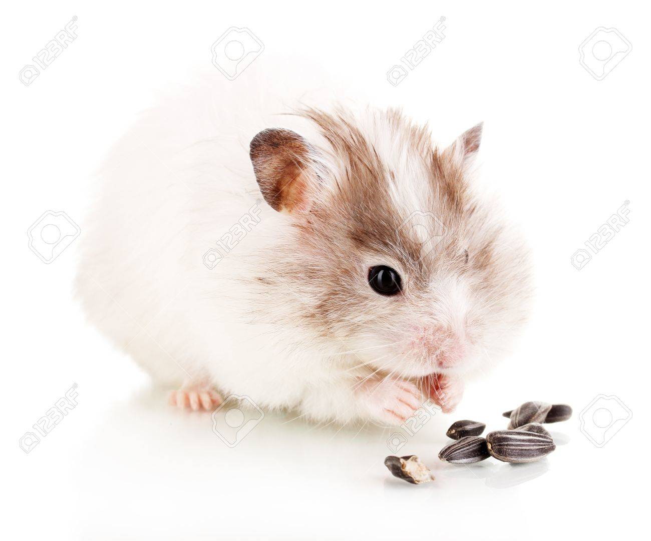 ヒマワリの種を食べているかわいいハムスター分離白の写真素材