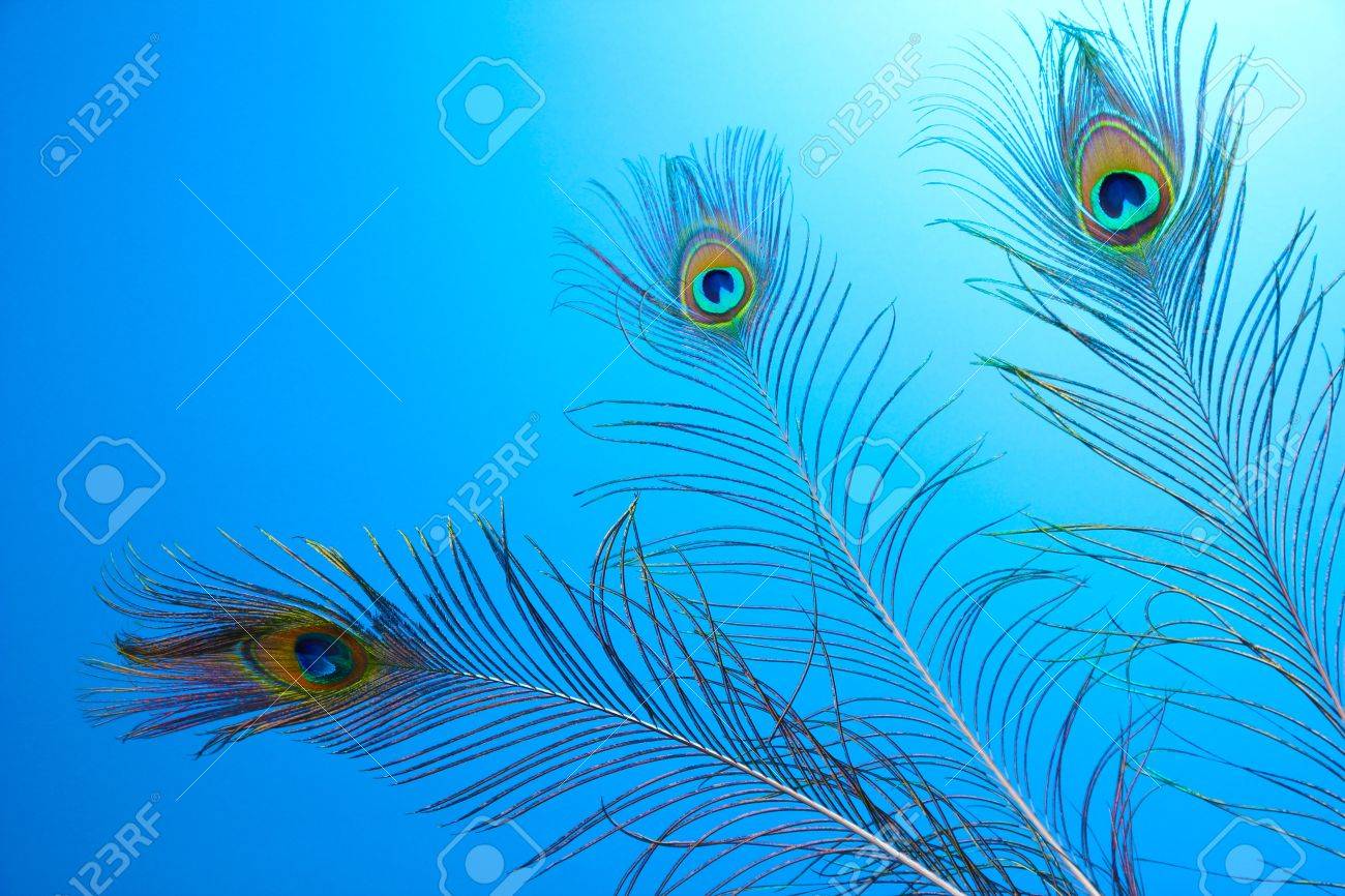 Peacock Feathers On Blue Background Stock Photo, Picture And Royalty Free  Image. Image 14055318.