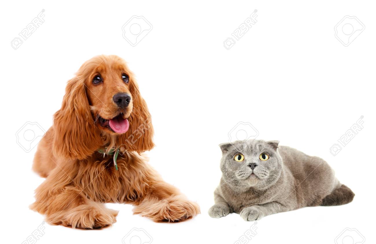 cocker spaniel and cats