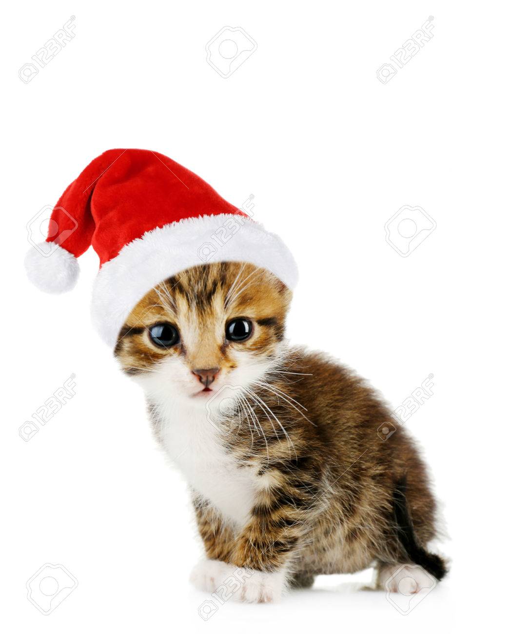 santa kitty