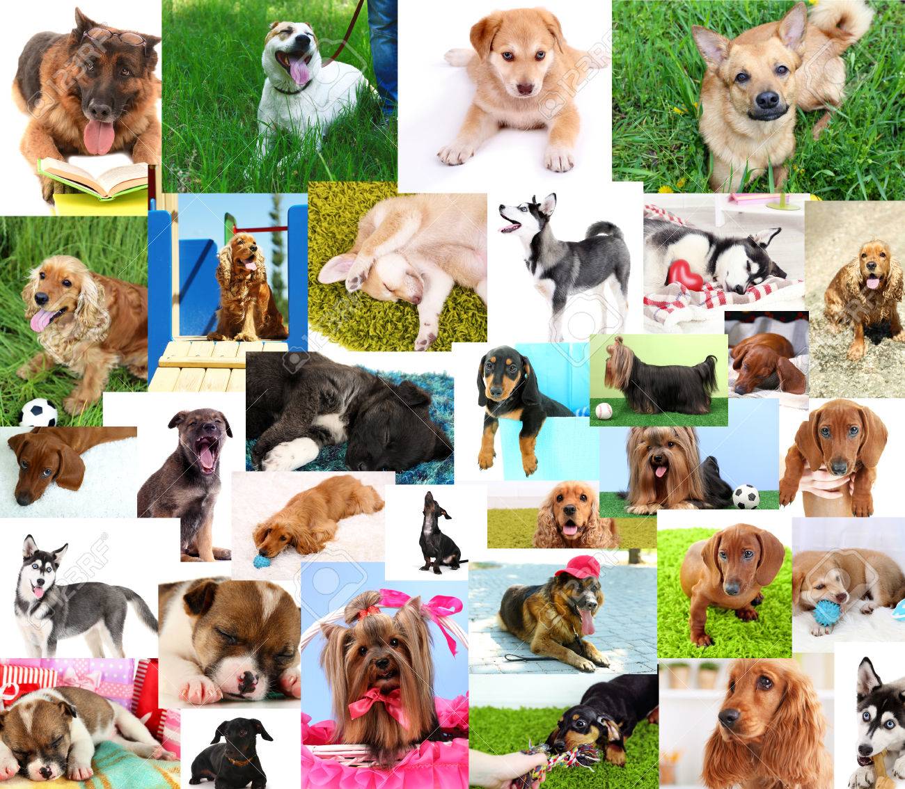 かわいい犬のコラージュ の写真素材 画像素材 Image