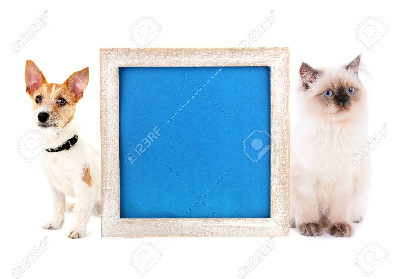 Little Dog Jack Russell Terrier And Cat With Frame Isolated On Stock Photo Picture And Royalty Free Image Image 34261707
