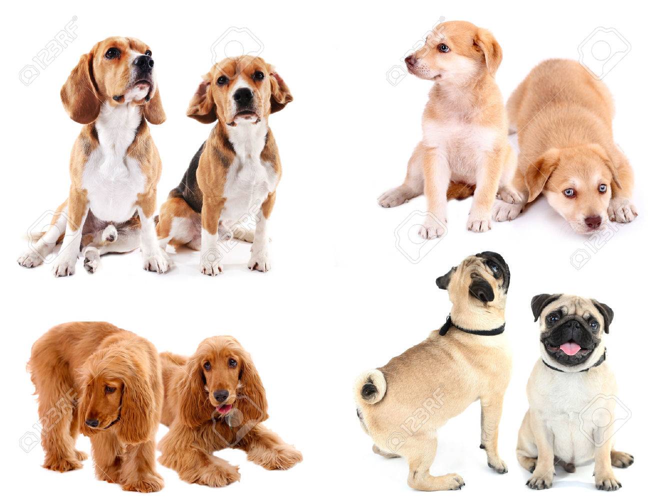 犬のコラージュ の写真素材 画像素材 Image