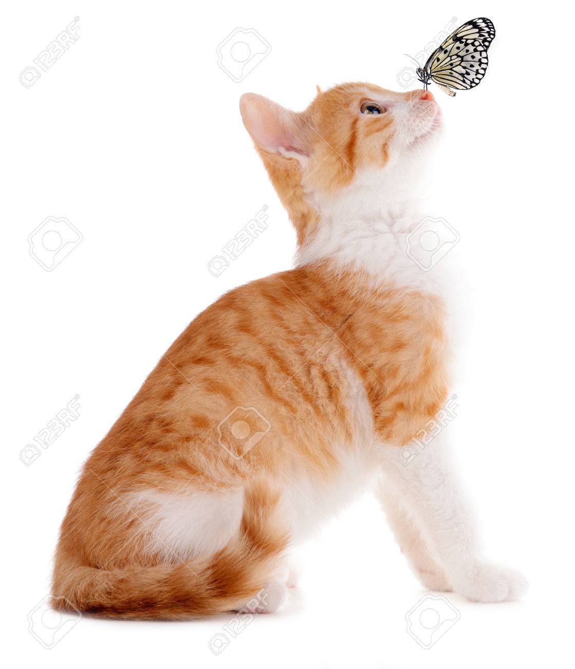 Papillon Colore Assis Sur Le Nez De Chaton Isole Sur Blanc Banque D Images Et Photos Libres De Droits Image