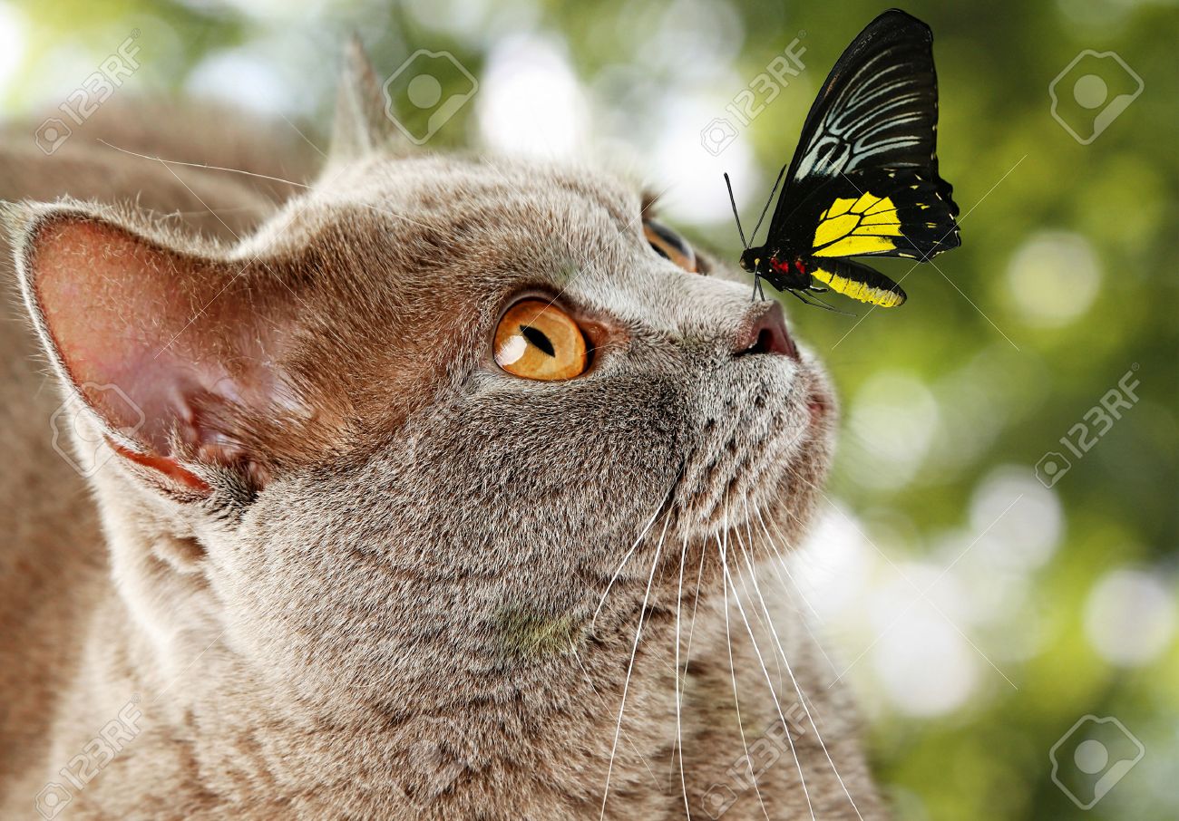 Papillon Colore Assis Sur Le Nez De Chat Sur Fond Vert Naturel Banque D Images Et Photos Libres De Droits Image