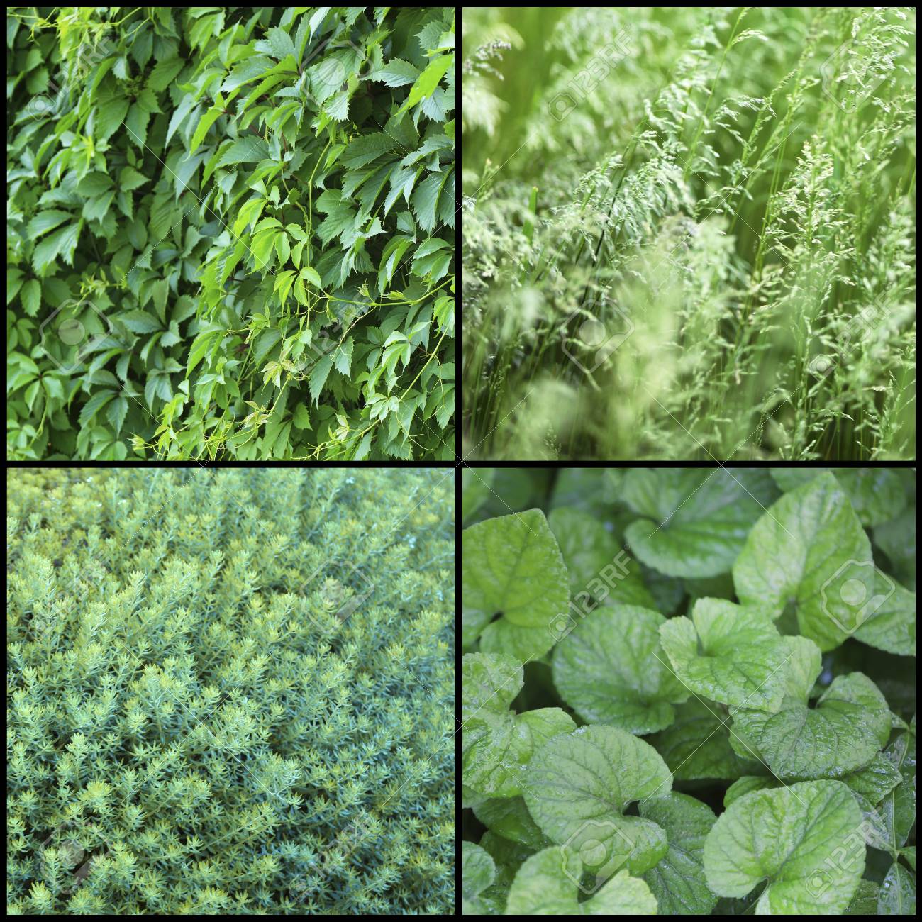 green plants samples collage stock photo picture and royalty free collage samples