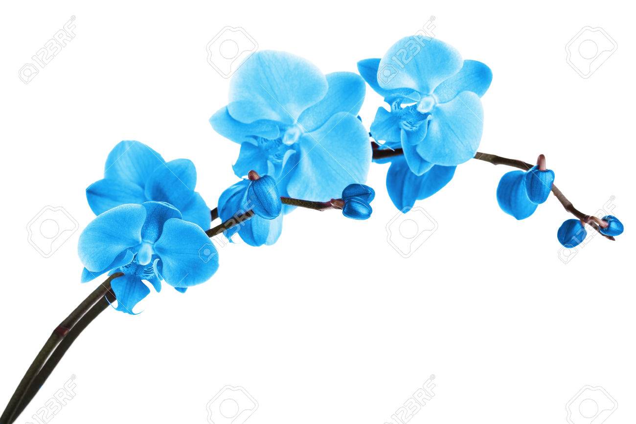 Belle Orchidee Bleue Isole Sur Blanc Banque D Images Et Photos Libres De Droits Image Belle Orchidee Bleue Isole Sur Blanc Banque D Images Et Photos Libres De Droits Image