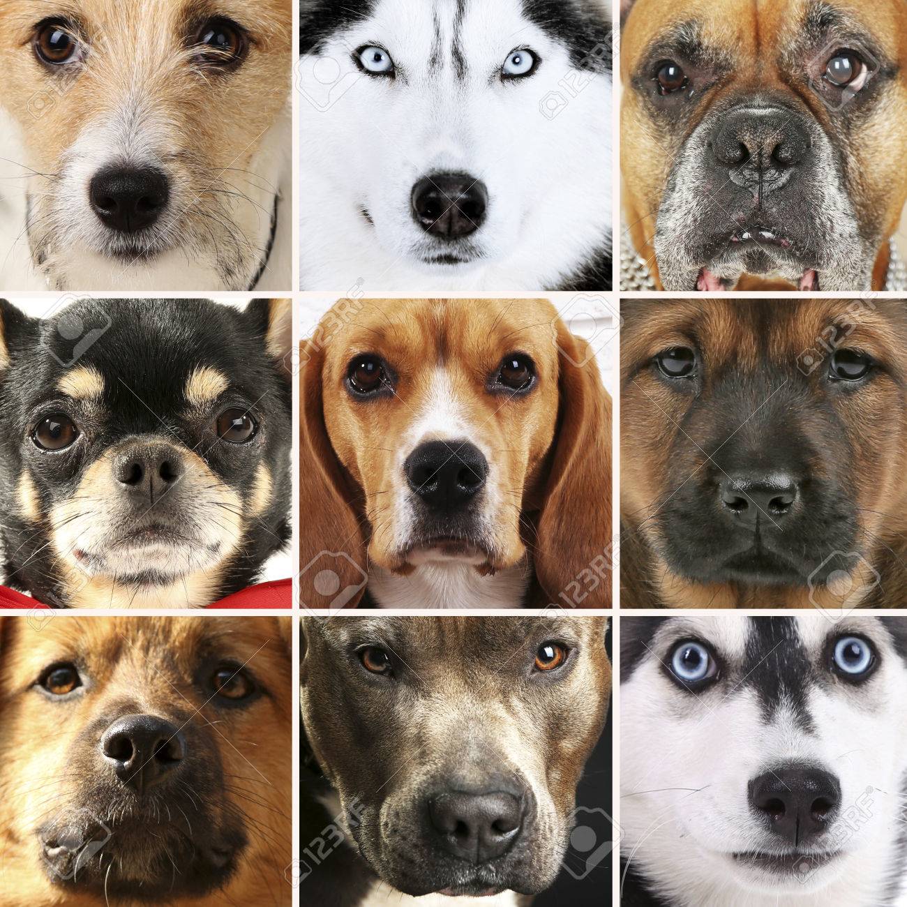 別の犬のコラージュ の写真素材 画像素材 Image