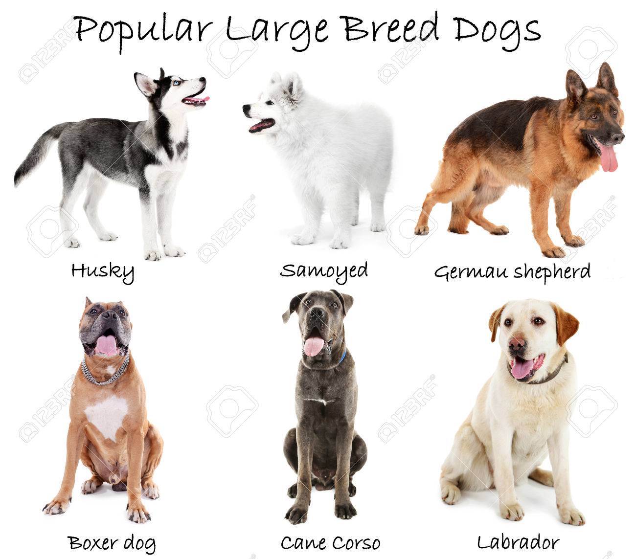 large breed