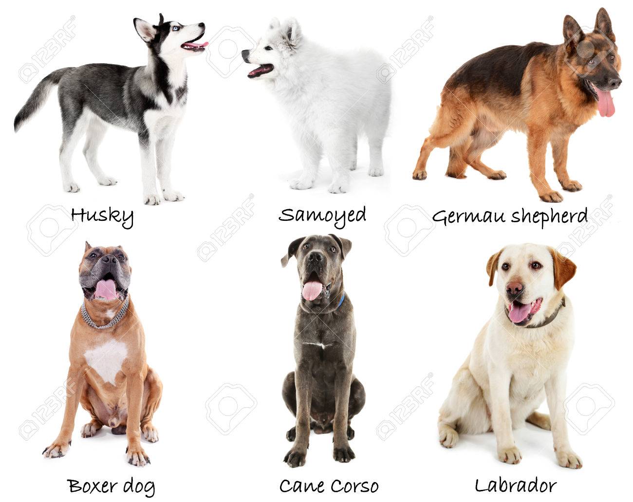 different kinds of big dogs