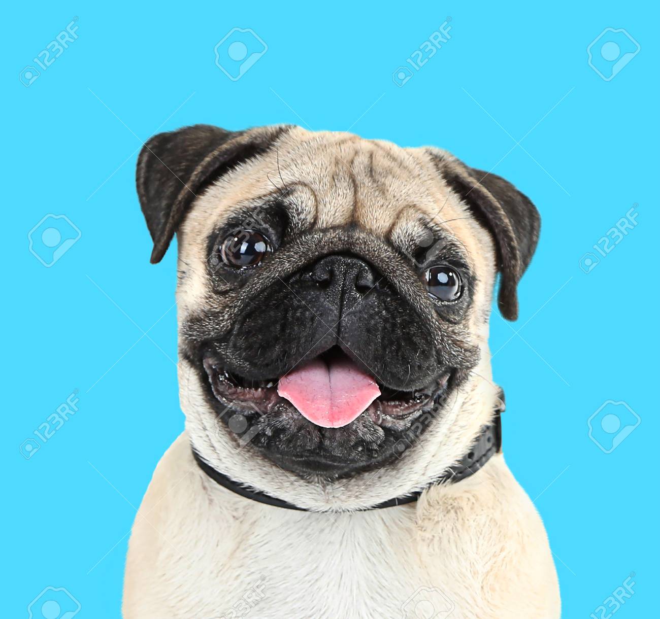 blue pug