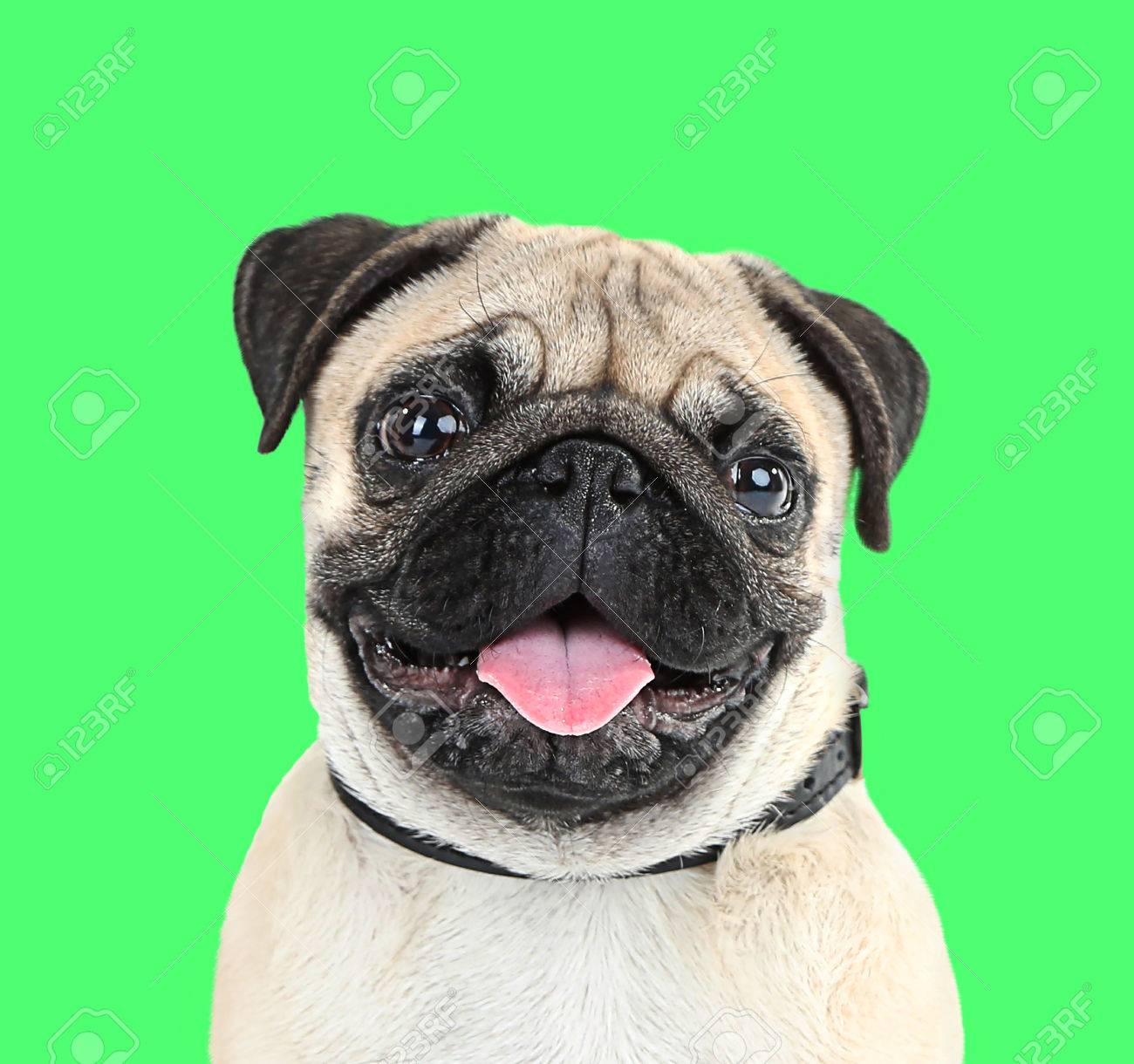 Chien Pug Drole Mignon Et Ludique Sur Fond Vert Banque D Images Et Photos Libres De Droits Image