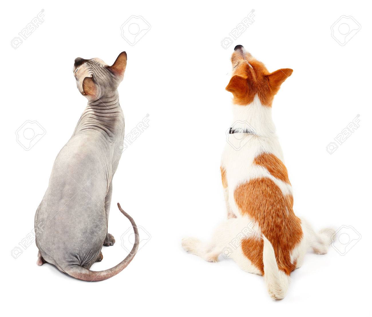 Chat Et Chien Ensemble Vue De Dos Isole Sur Blanc Banque D Images Et Photos Libres De Droits Image