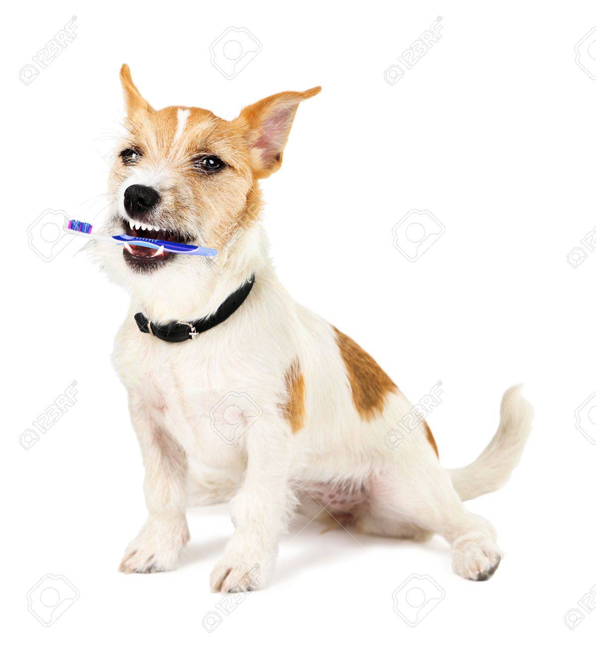 brush for jack russell