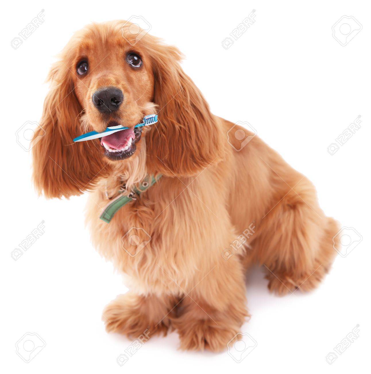 spaniel brush