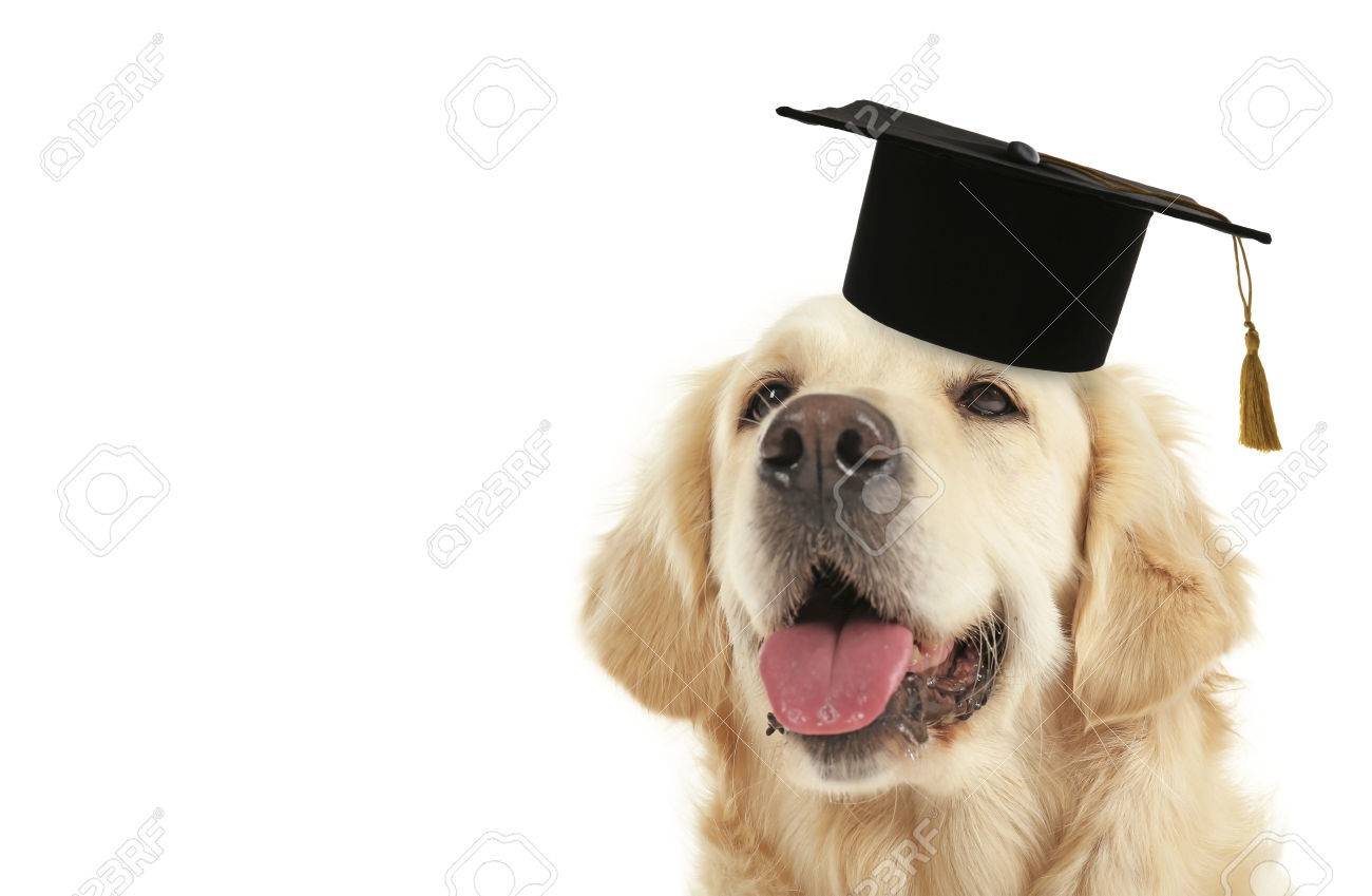graduation cap dog