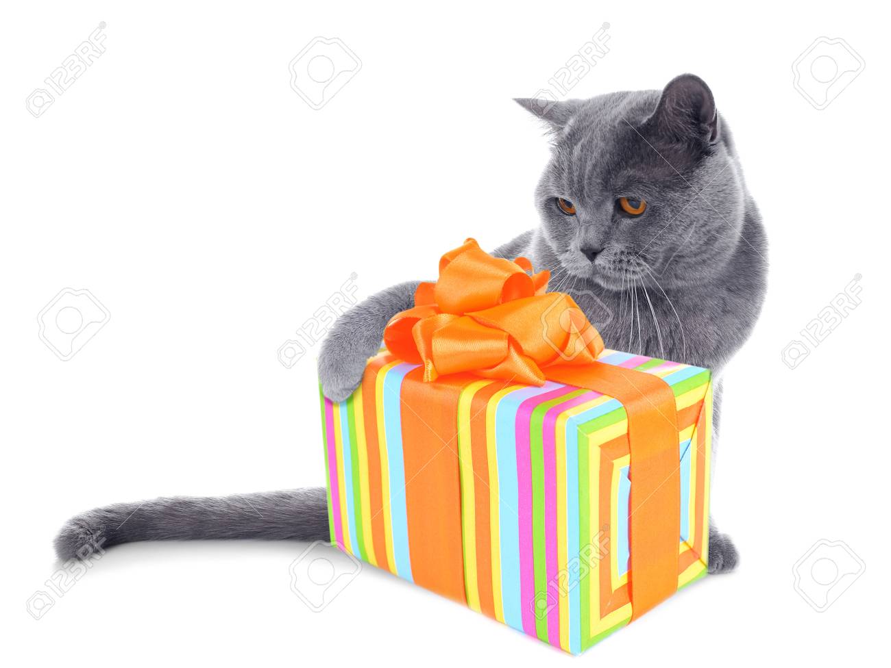 Chat Gris à Poil Court Et Cadeau Boxisolated Sur Fond Blanc