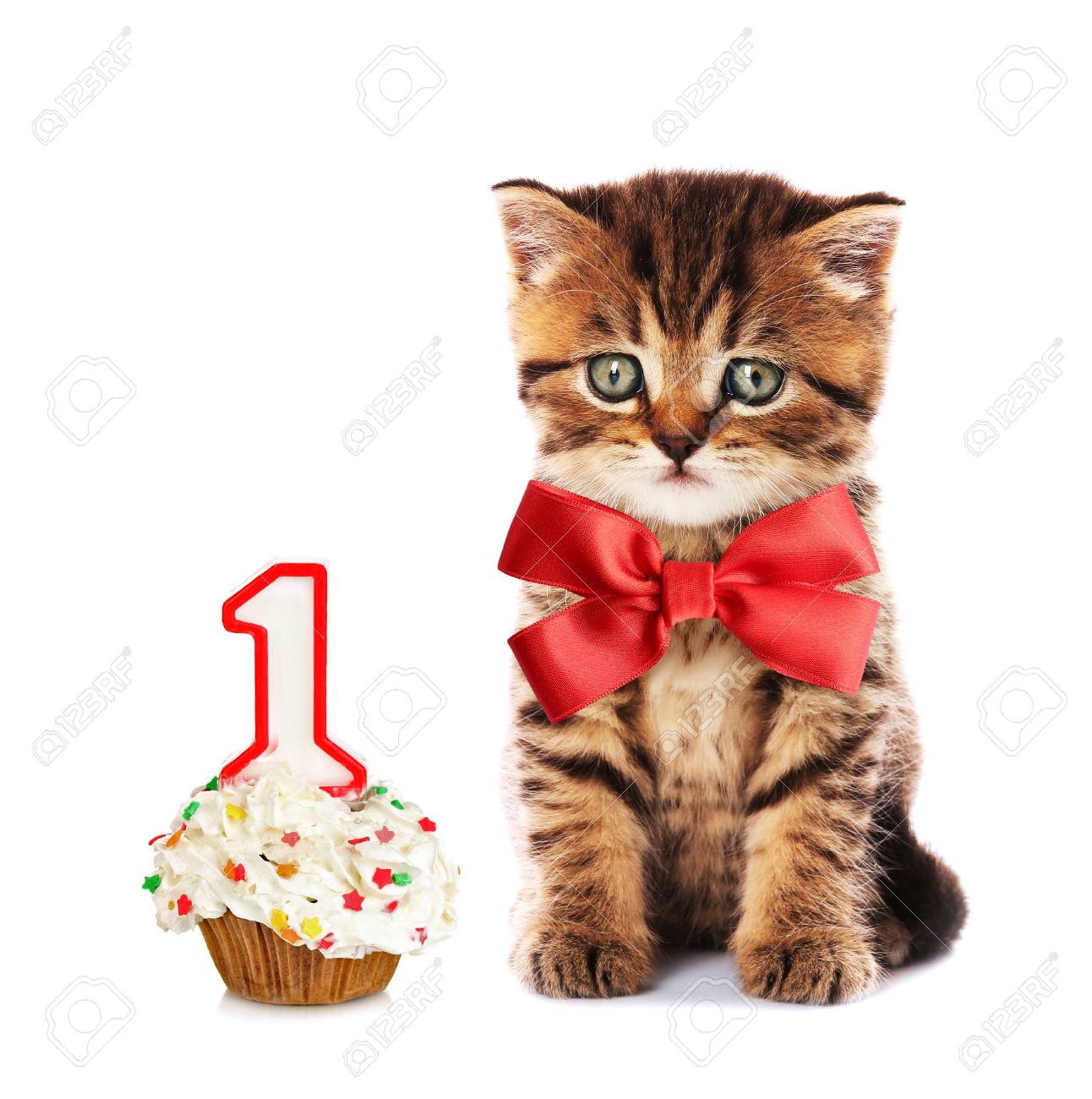 Petit Chaton Mignon Avec Noeud De Satin Rouge Et Petit Gateau D Anniversaire Isole Sur Blanc Banque D Images Et Photos Libres De Droits Image Petit Chaton Mignon Avec Noeud De Satin Rouge Et Petit Gateau D Anniversaire Isole Sur Blanc Banque D Images Et Photos Libres De Droits Image