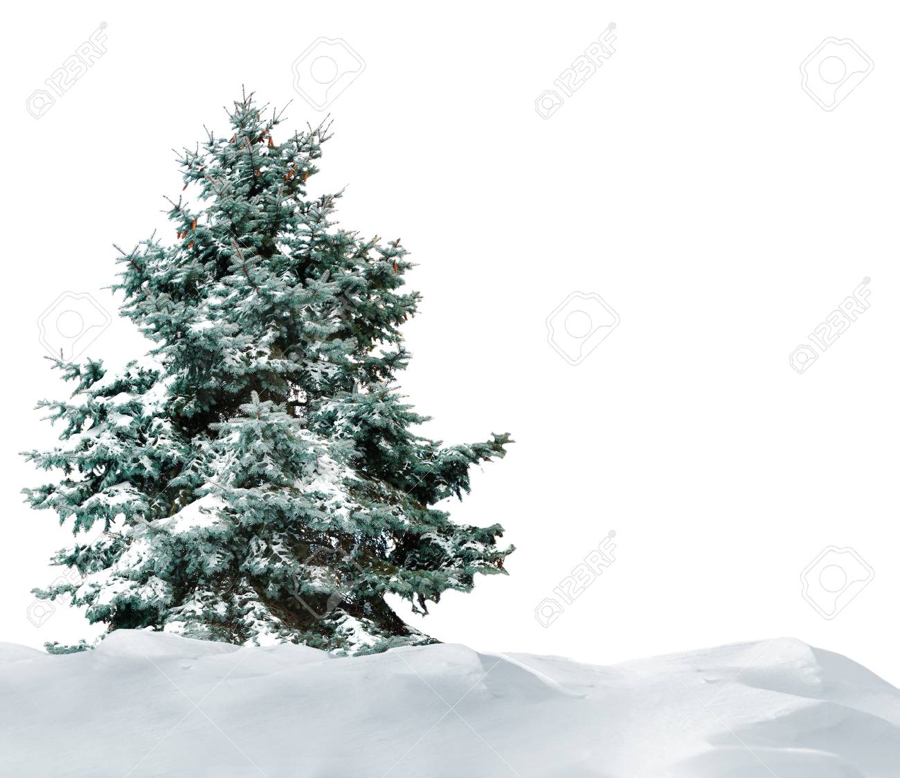 Sapin Avec De La Neige Sur La Belle Congere Naturelle Avec Fond Blanc Banque D Images Et Photos Libres De Droits Image