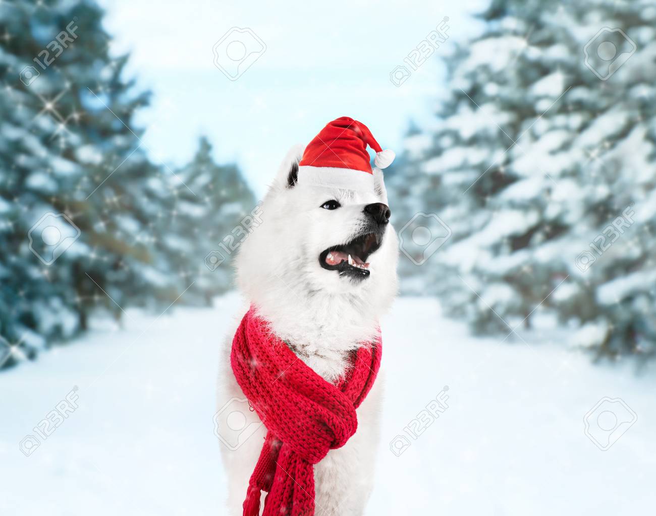 dog winter scarf