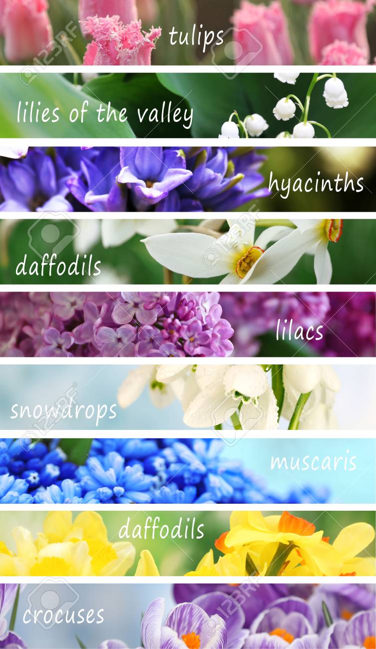 Collage of beautiful flowers with names