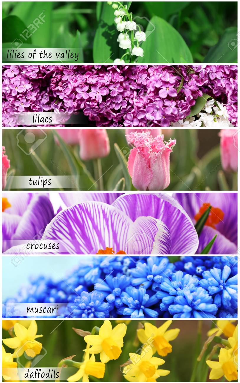 Collage Of Beautiful Flowers With Names Stock Photo Picture And Royalty Free Image Image