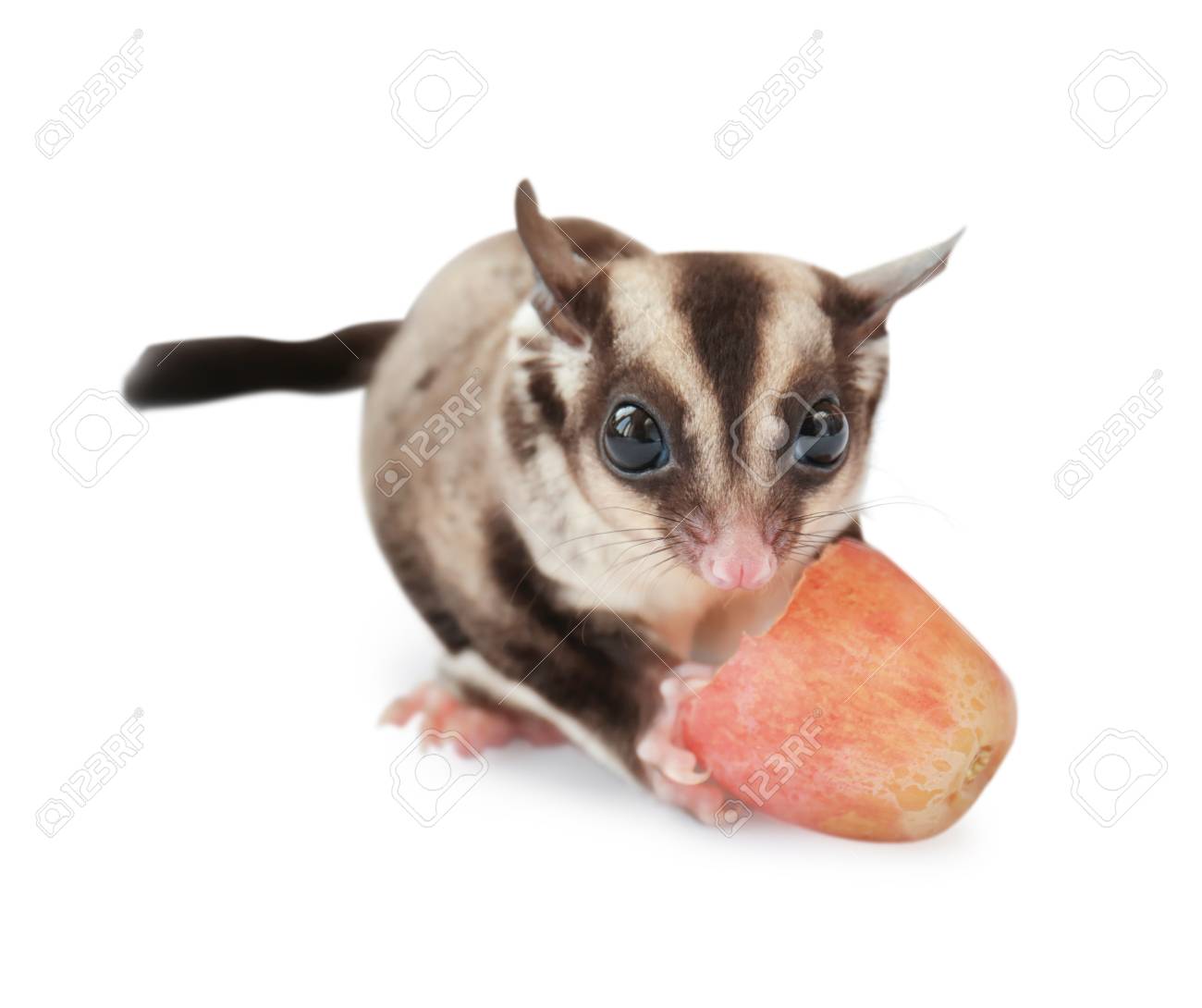 cute sugar glider eating