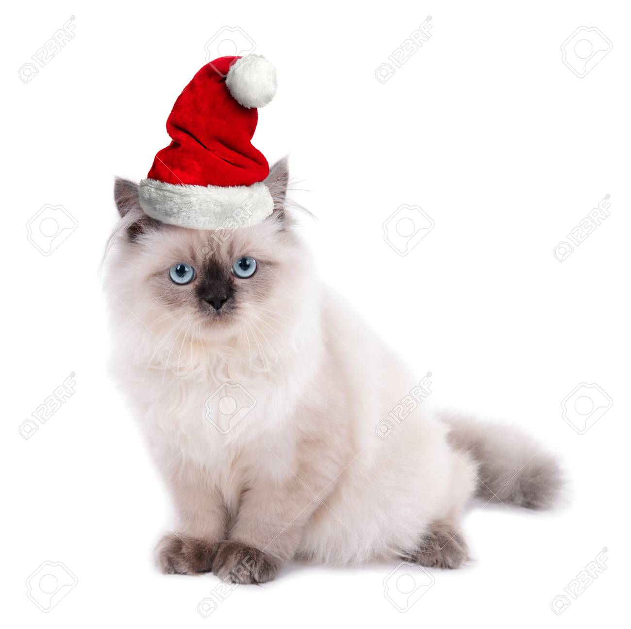 cute cat in santa hat on white background christmas and new stock