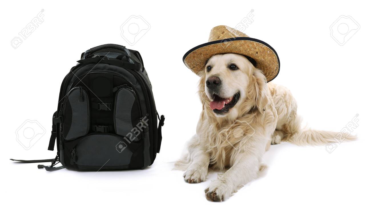 labrador backpack