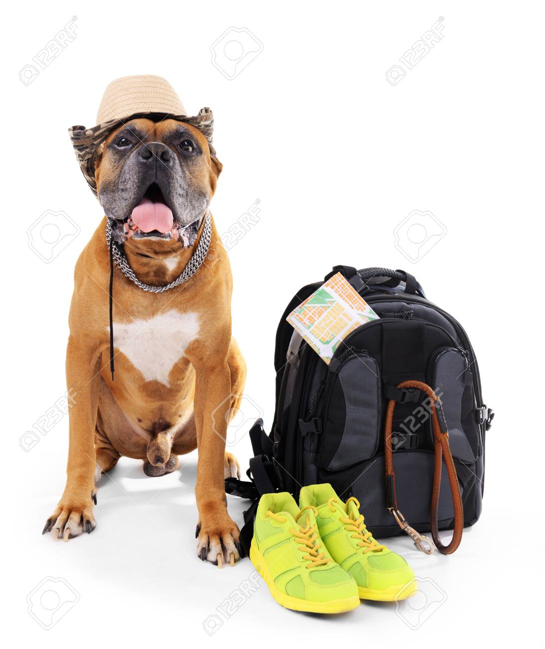 boxer dog backpack