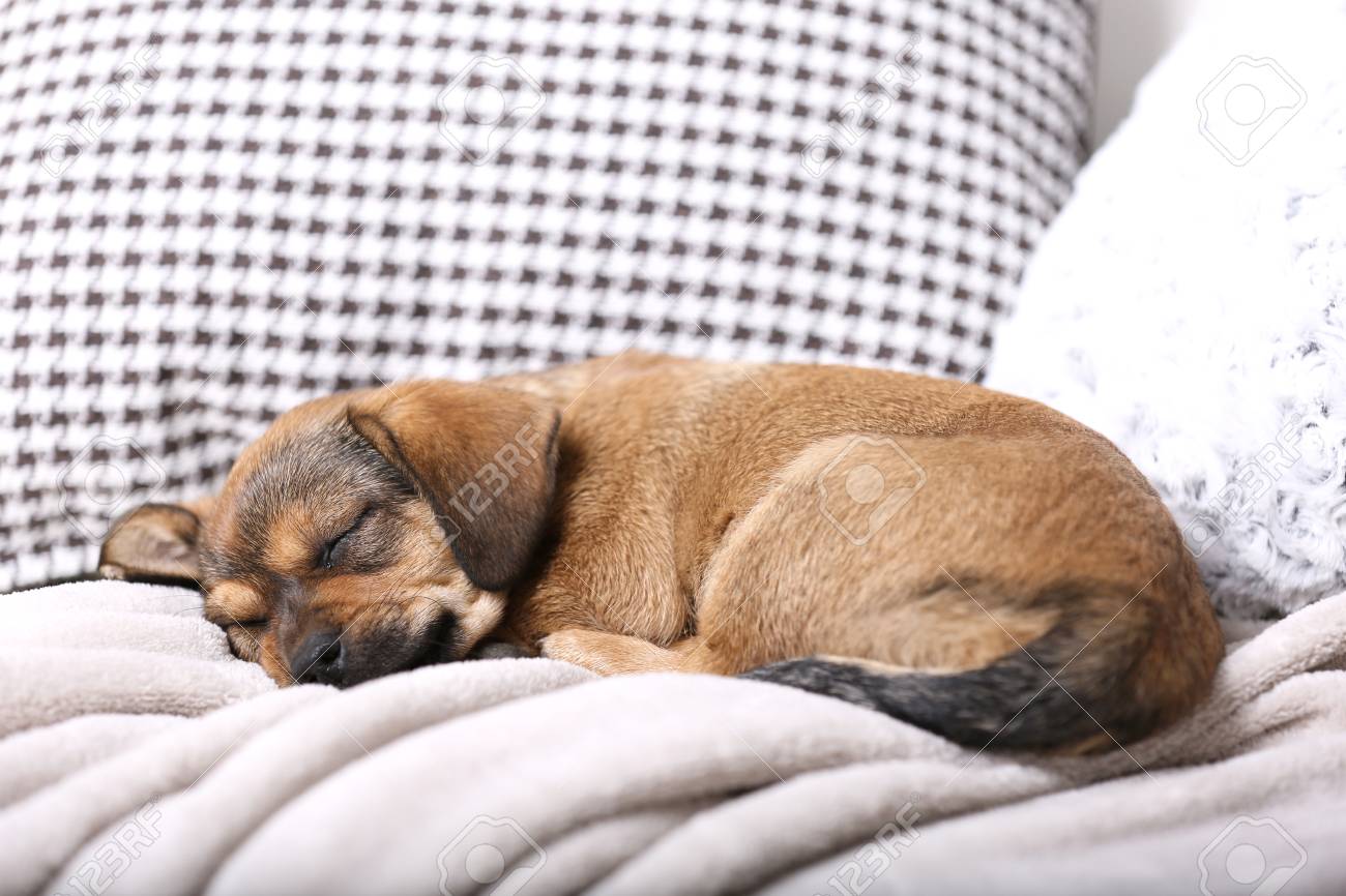 sofa puppy