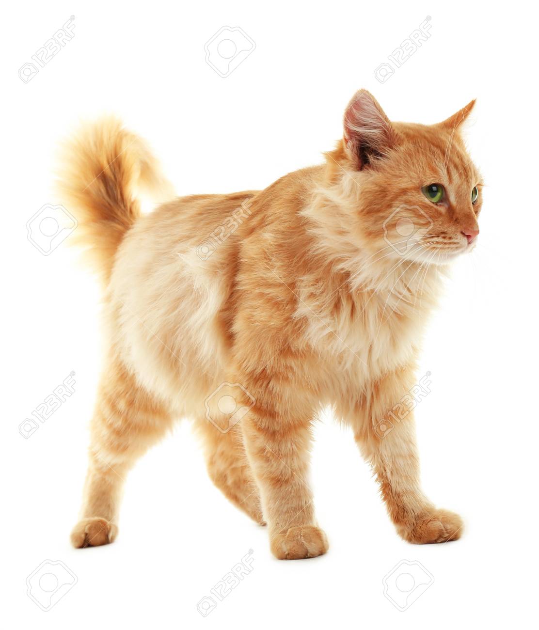 fluffy red cat