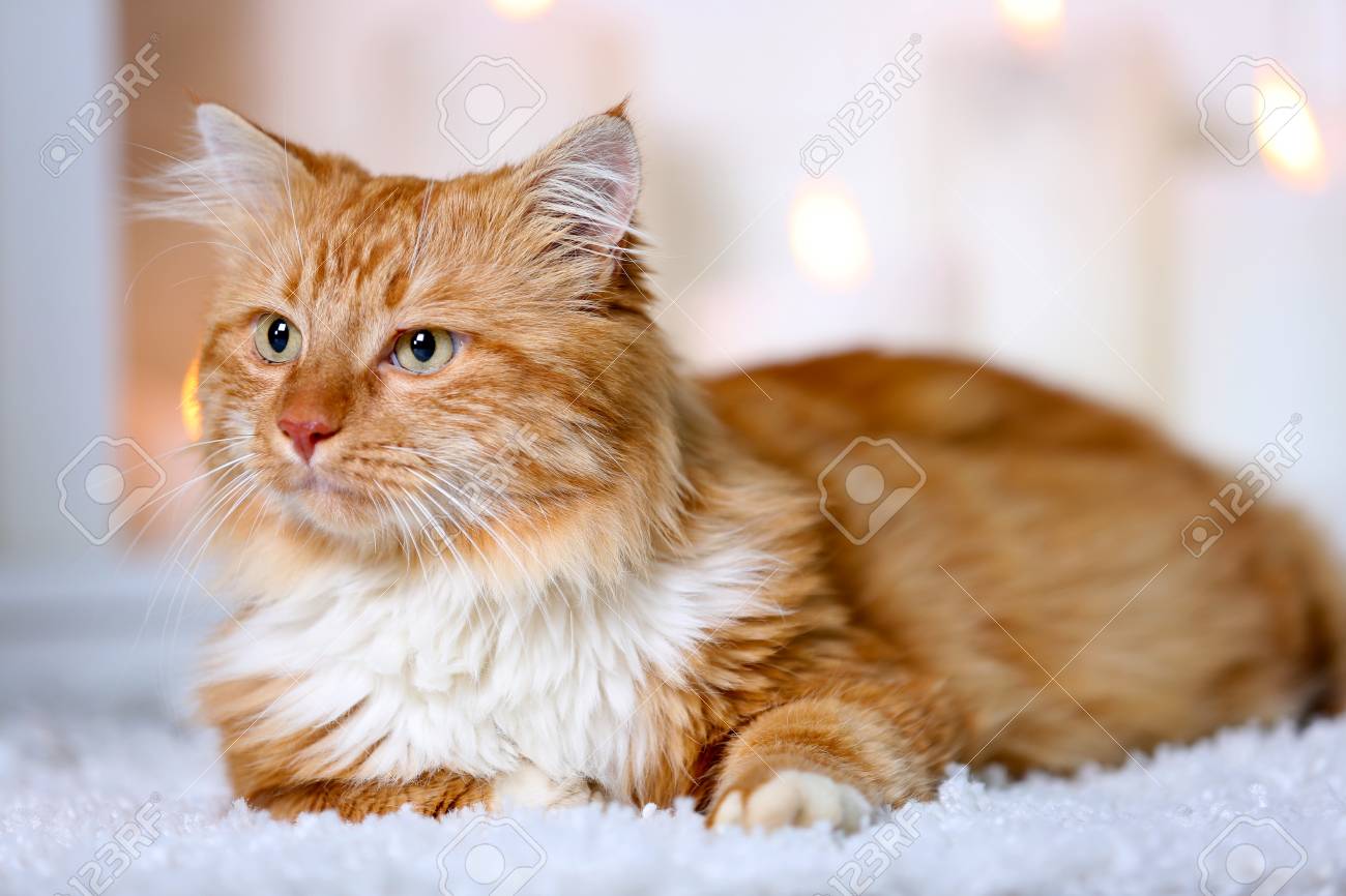 fluffy red cat