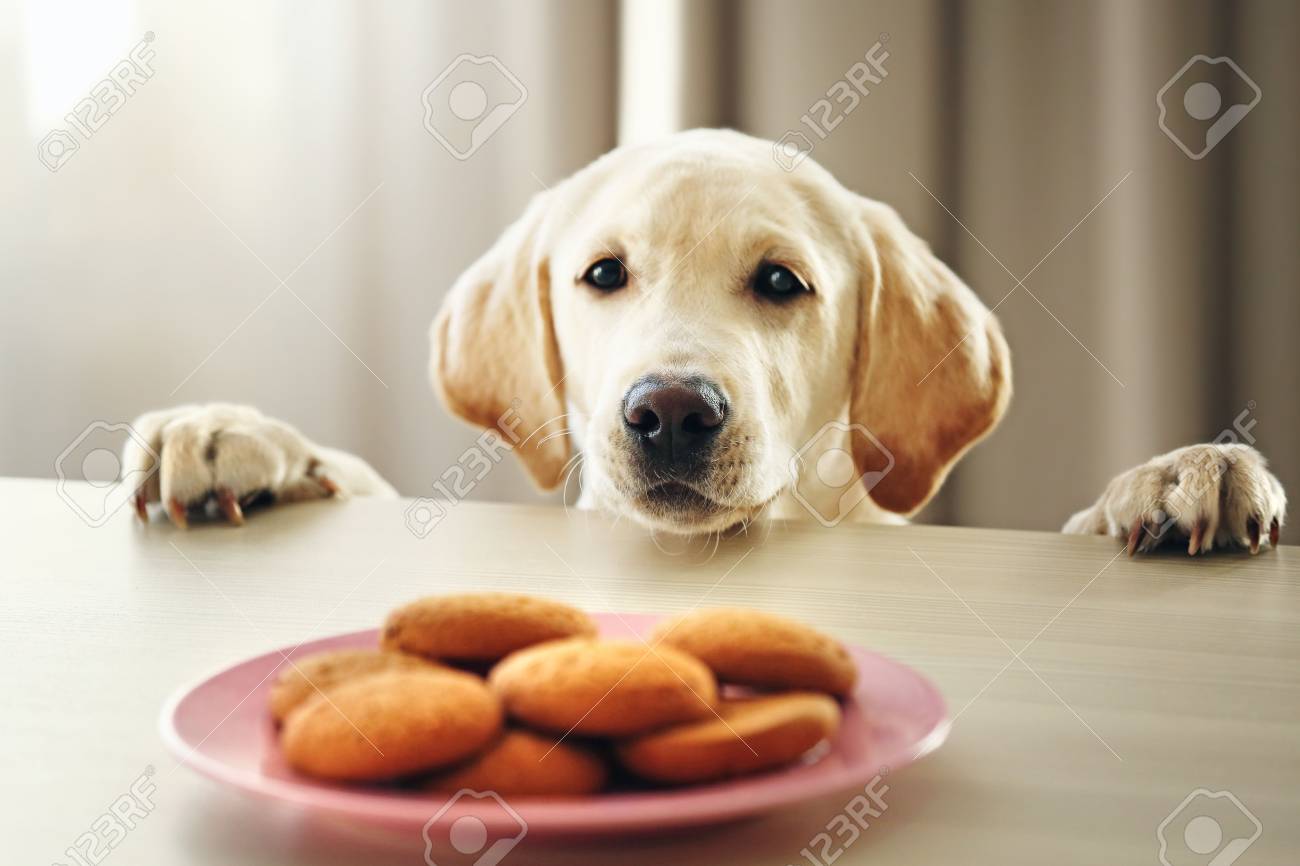 dog ate ginger snaps