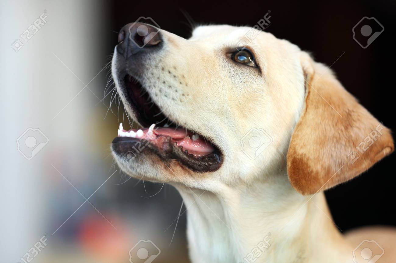 Labrador Dog S Head With Open Mouth On Unfocused Background Closeup Stock Photo Picture And Royalty Free Image Image 95464696