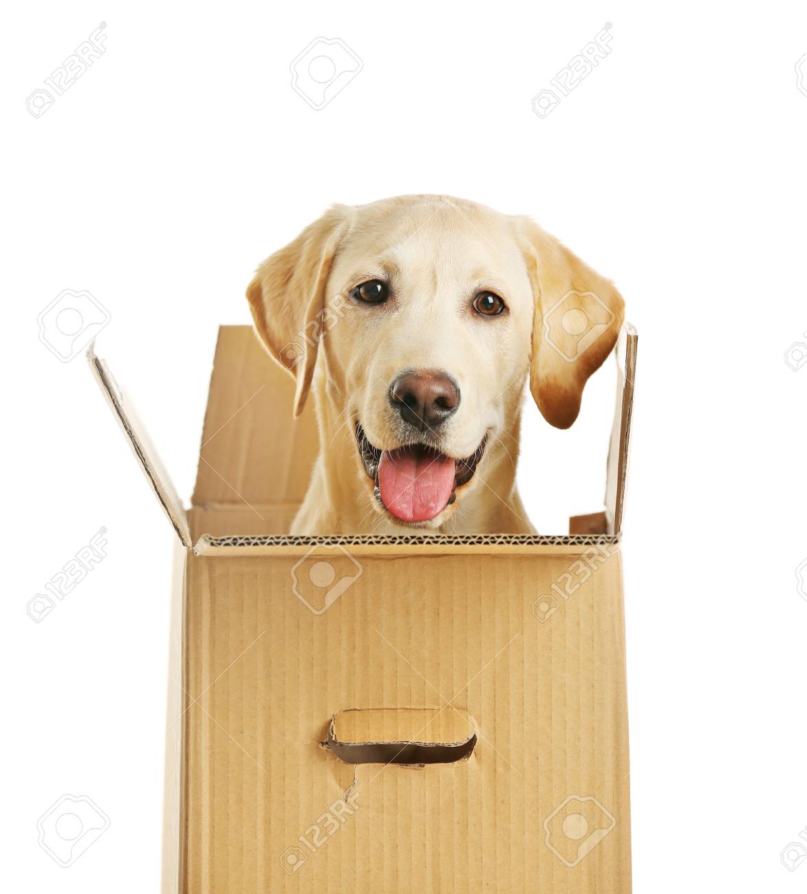 cardboard box dog