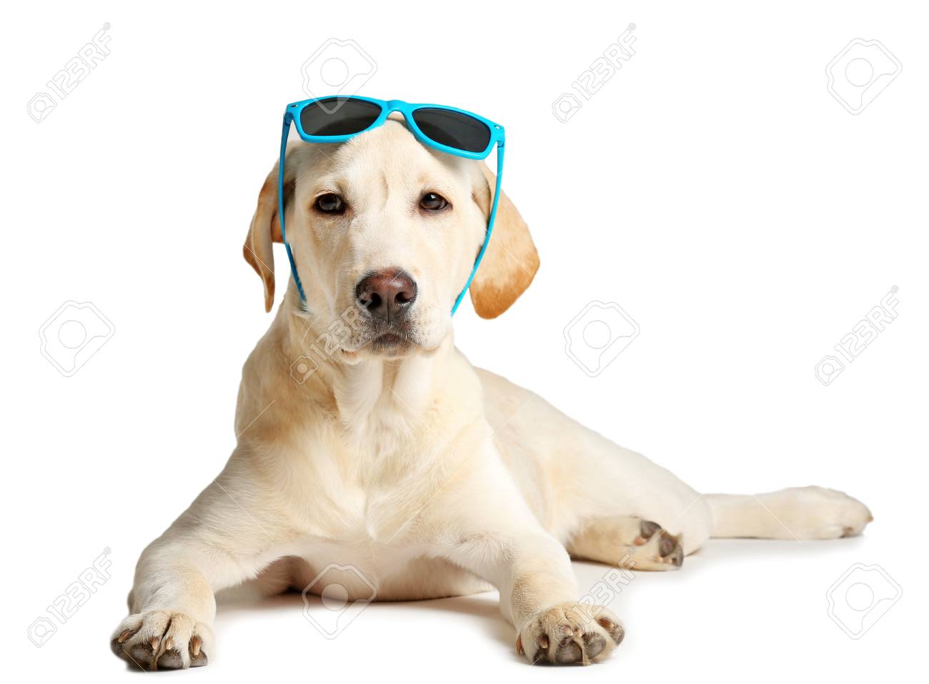 labrador sunglasses