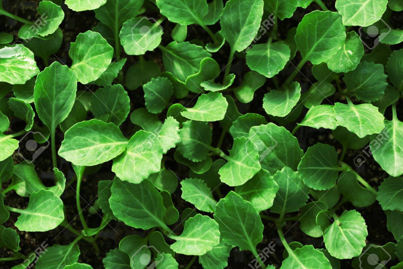 young cabbage seedlings growing stock photo picture and royalty