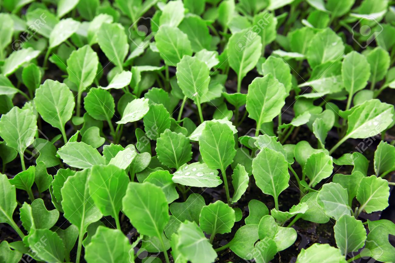 young cabbage seedlings growing stock photo picture and royalty