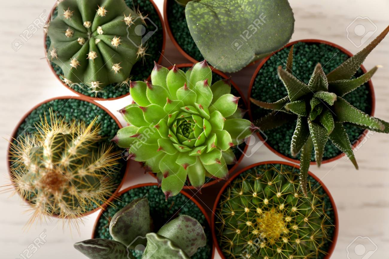 different succulents and cactus in pots top view stock photo