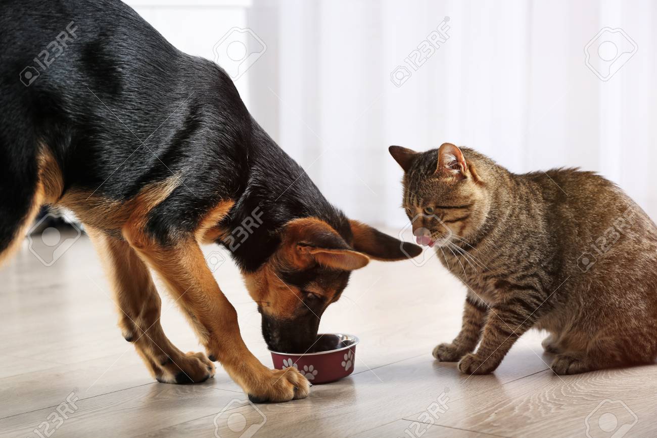 dog eats cat