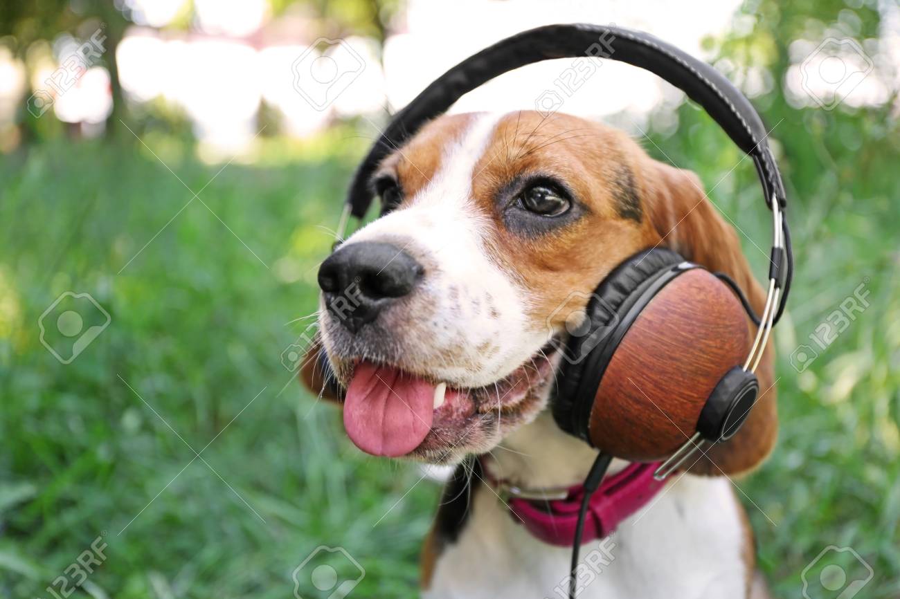 headphones dog