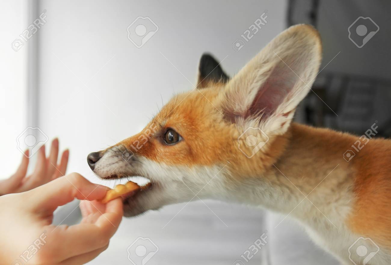 部屋で女性の手から食べるかわいいキツネの子 の写真素材 画像素材 Image 部屋で女性の手から食べるかわいいキツネの子 の写真素材 画像素材 Image