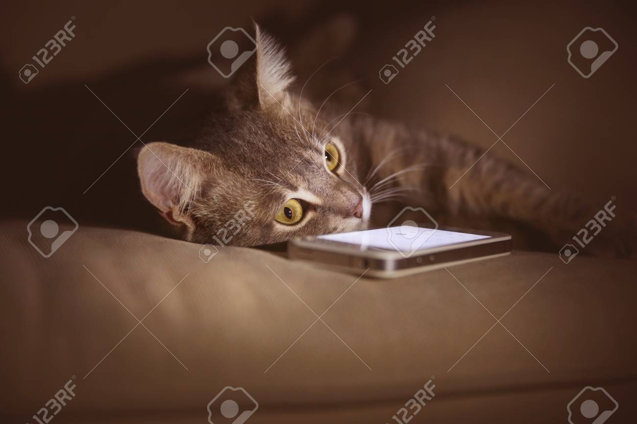 Chat Drole Mignon Avec Telephone Mobile Sur Le Canape A La Maison Banque D Images Et Photos Libres De Droits Image