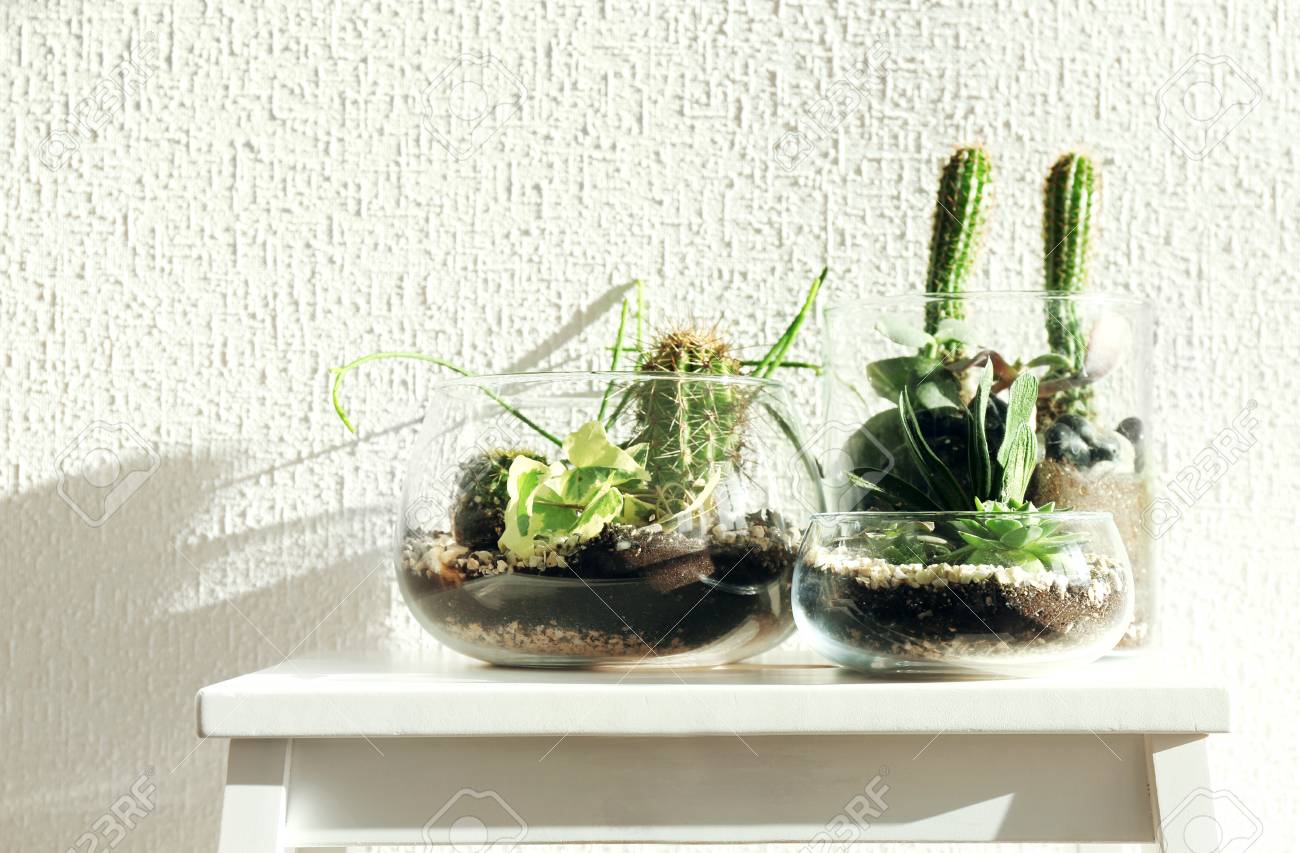 Succulent Gardens In Glass Vases On Table Stock Photo Picture And