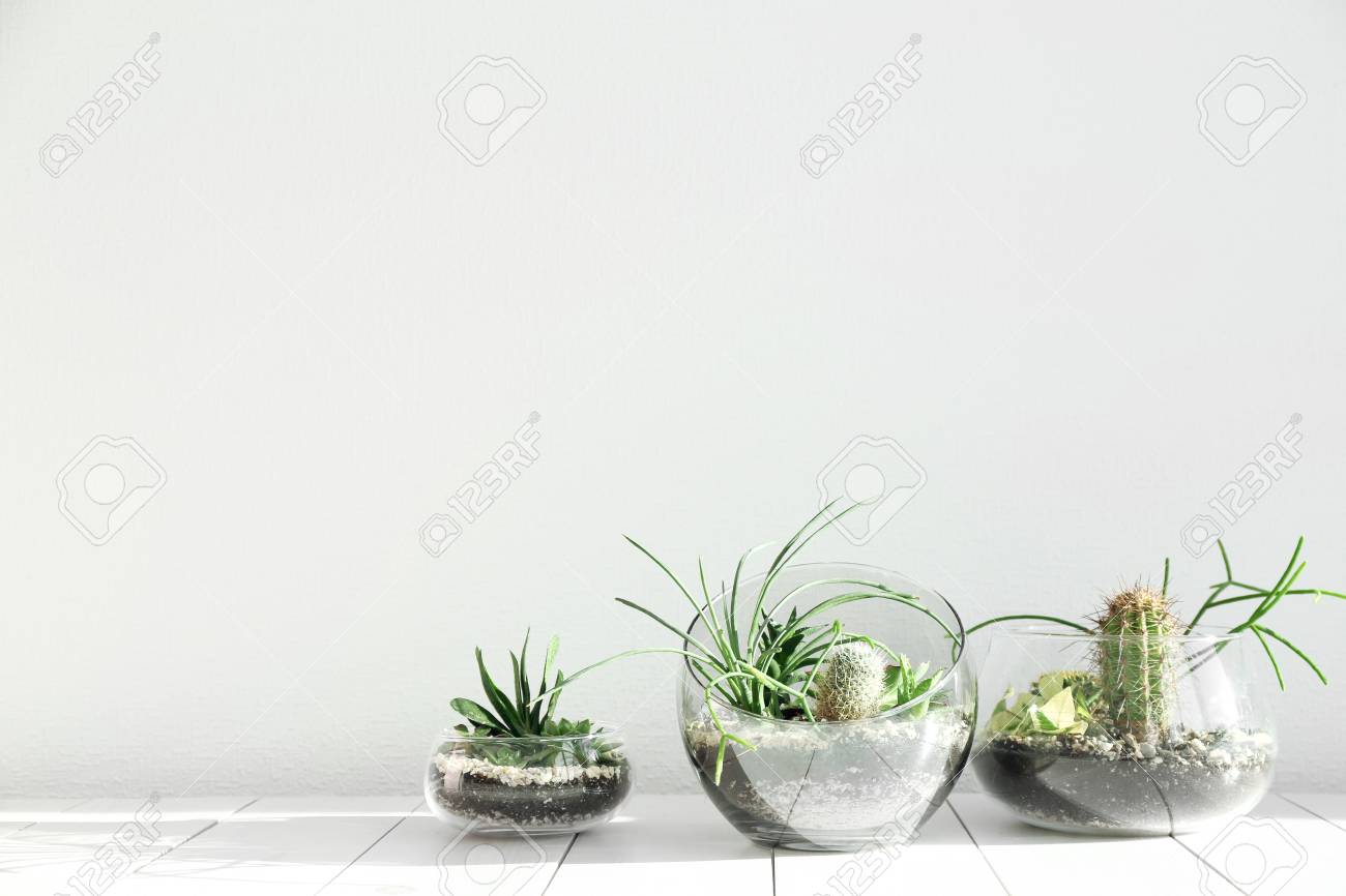 Succulent Gardens In Glass Vases On Wooden Floor Stock Photo