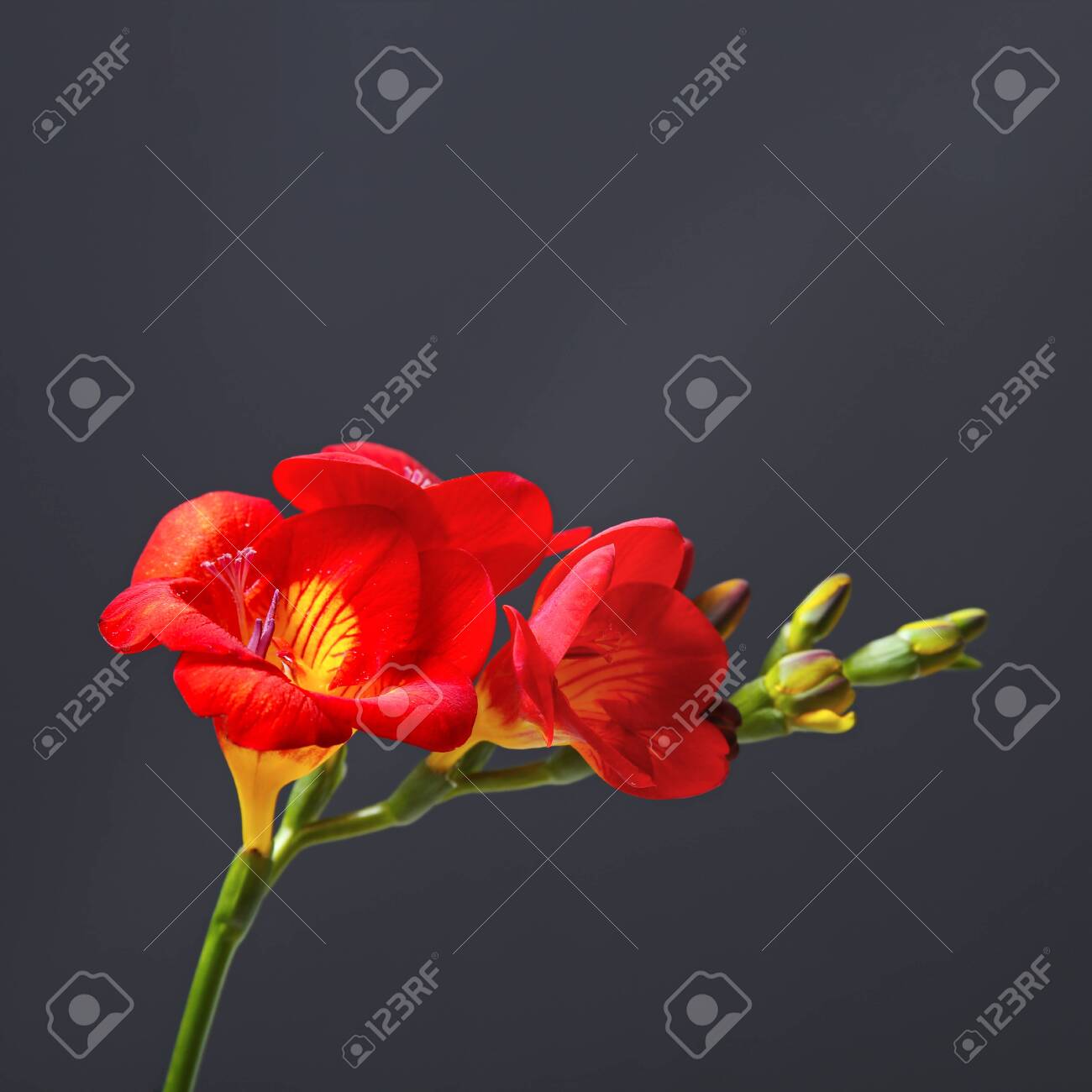 暗い背景に美しいフリージアの花 の写真素材 画像素材 Image