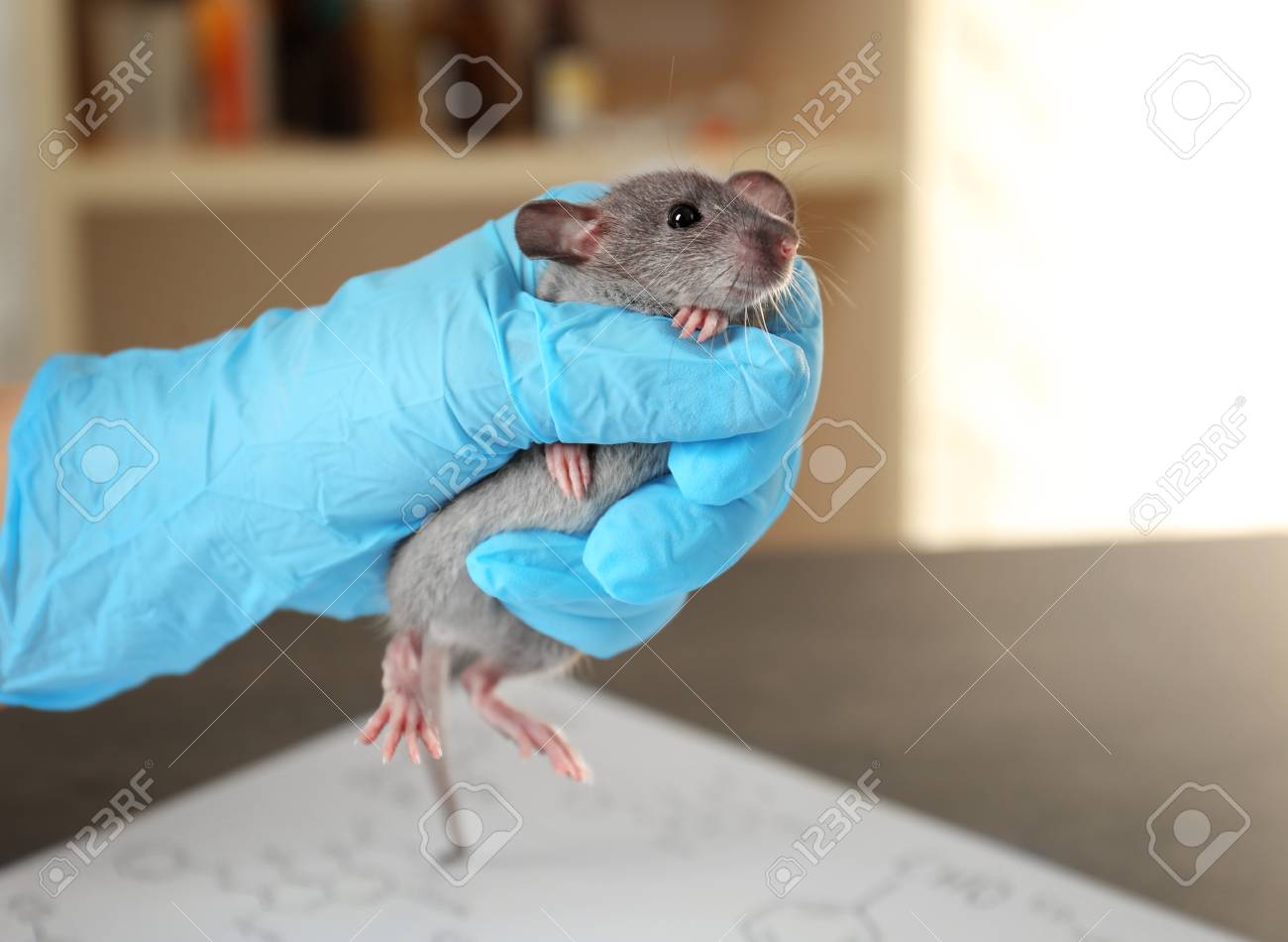Hand Of Scientist With Cute Rat In Laboratory Stock Photo Picture And Royalty Free Image Image