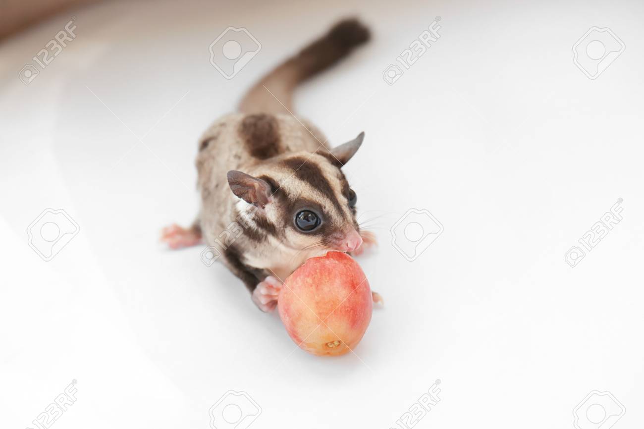 cute sugar glider eating
