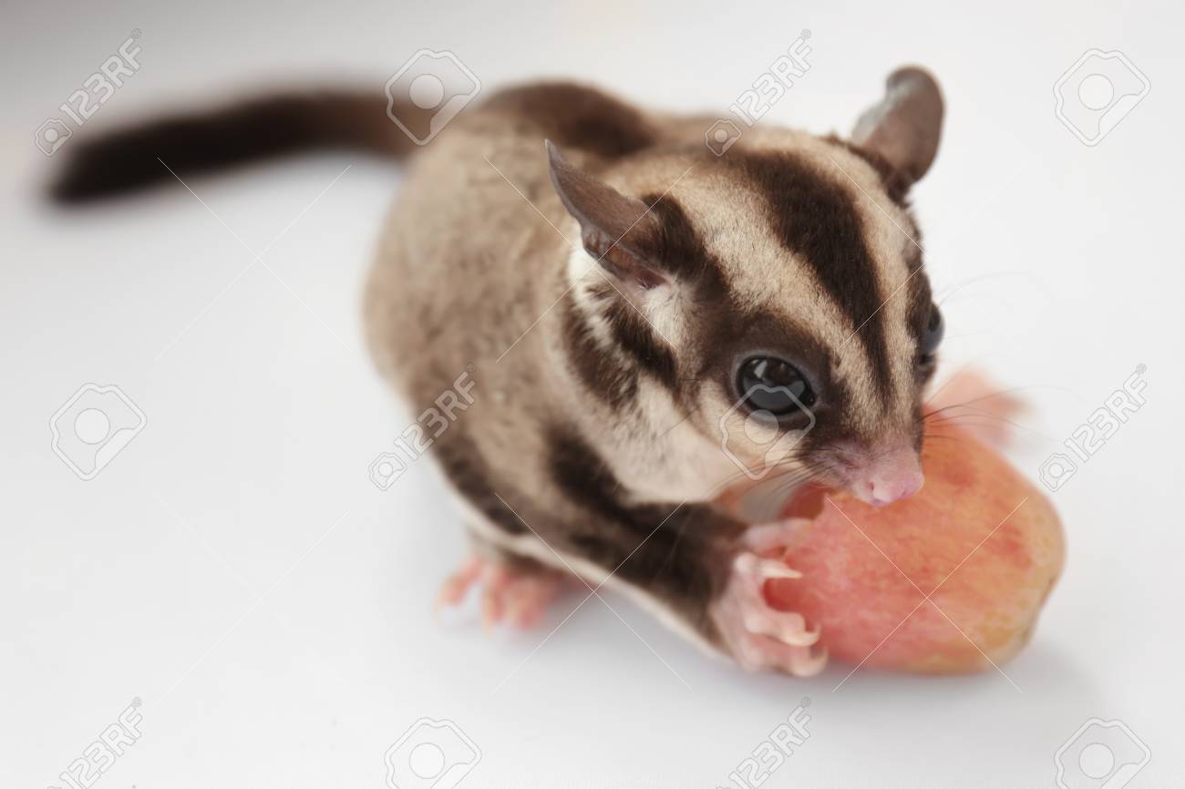 sugar glider grapes
